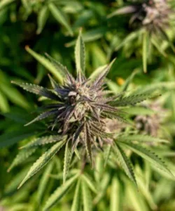 How-to-Grow-THCA-Flower