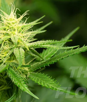 THCA_Flower